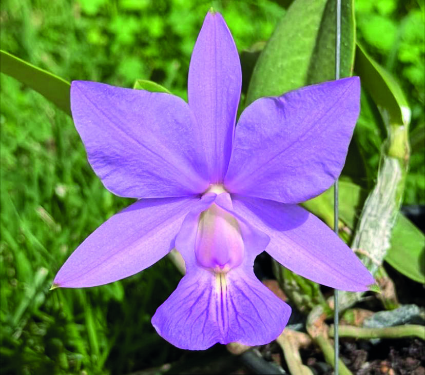 ‘Festival de Orquídeas’ celebra o Dia das Mães com destaque para a rara Cattleya Walkeriana