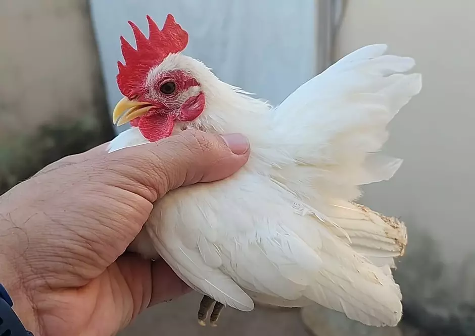 Dúzia de ovos da menor galinha do mundo é vendida por até R$ 3 mil