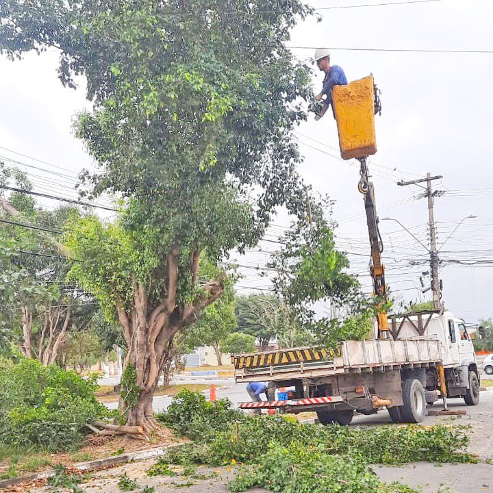 Poda de árvores no Parque São Domingos e Terra dos Ipês
