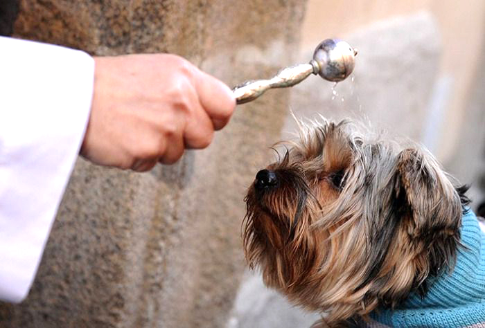 Colégio Bom Jesus realiza bênção de animais para celebrar o Dia de São Francisco de Assis