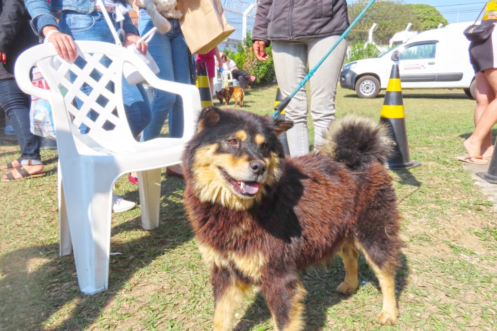 Prefeitura promove campanha de castração no Parque da Cidade