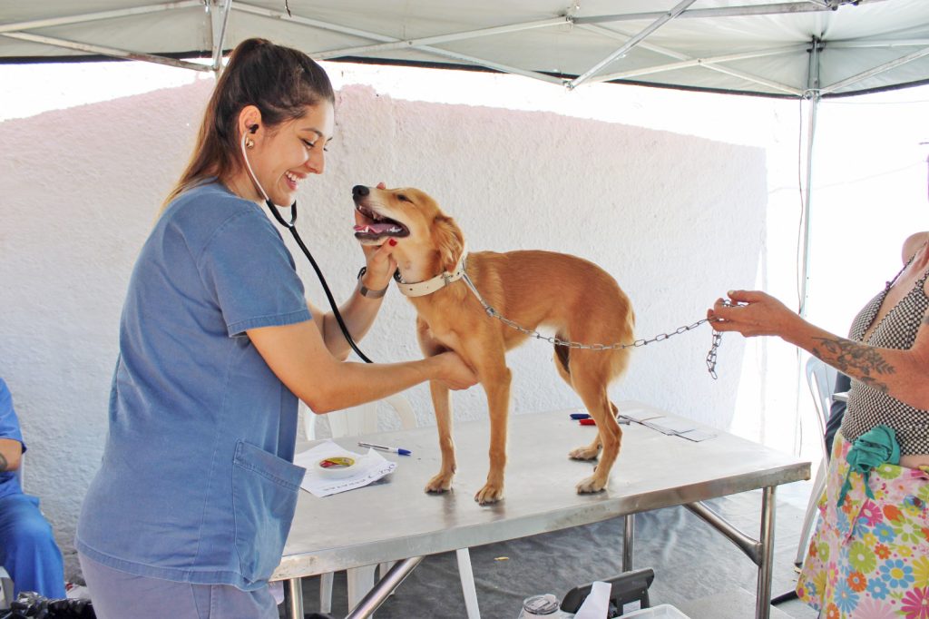 Cepatas atinge marca de 4,1 mil castrações e reforça proteção e compromisso com a causa animal