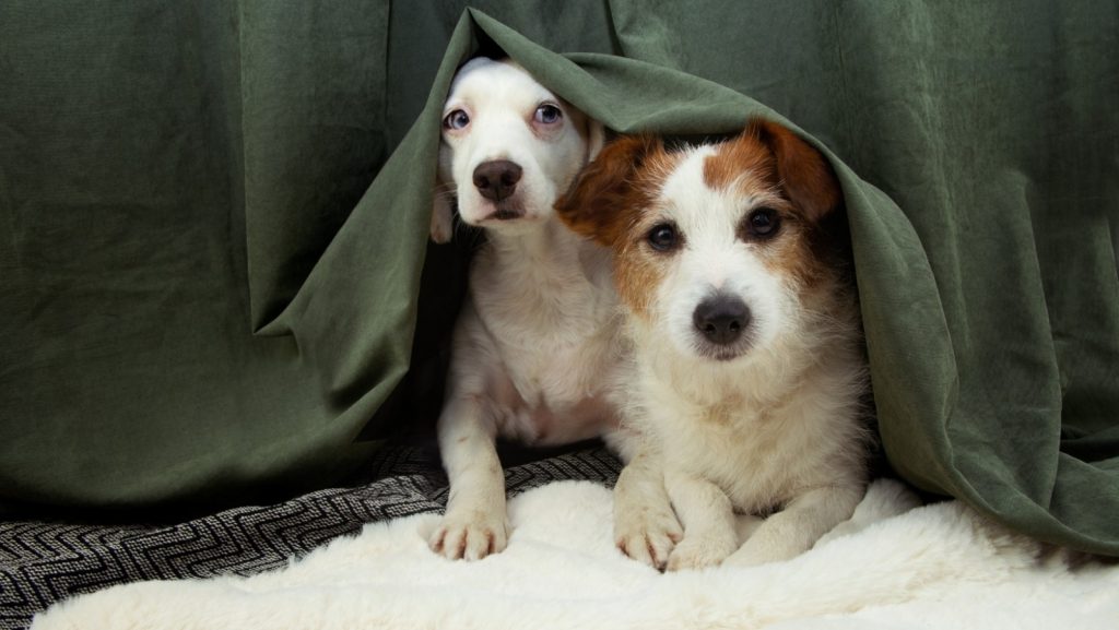 Quando a festa acaba: o impacto dos fogos nos cães e gatos