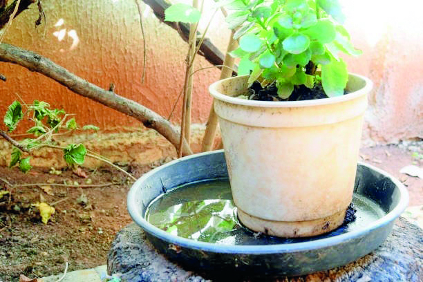 Dengue: Ano Novo, problema antigo