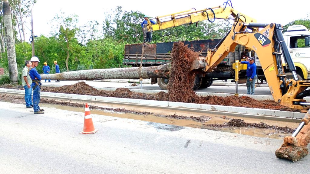 Prefeitura preserva palmeiras da ‘Theodorico Cavalcante’ e replanta no Parque da Cidade