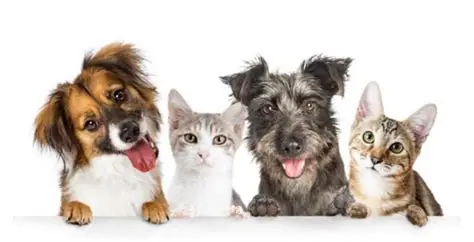 Causa animal: amor e valores