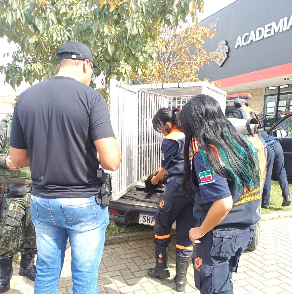 Denúncia leva ao resgate de cadela vítima de maus-tratos no Jardim Regina