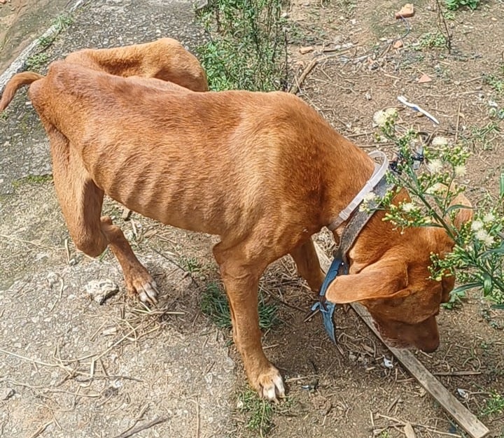 Defesa Animal resgata cachorro vítima de maus-tratos e responsável é presa