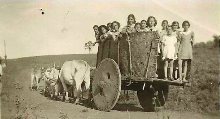 A importância do ‘velho’ e inesquecível carro de bois